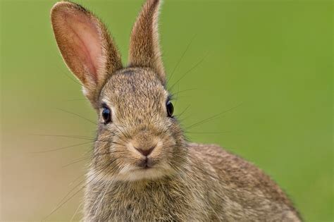 The Rabbits of the Peak District: A Journey Through the Hills
