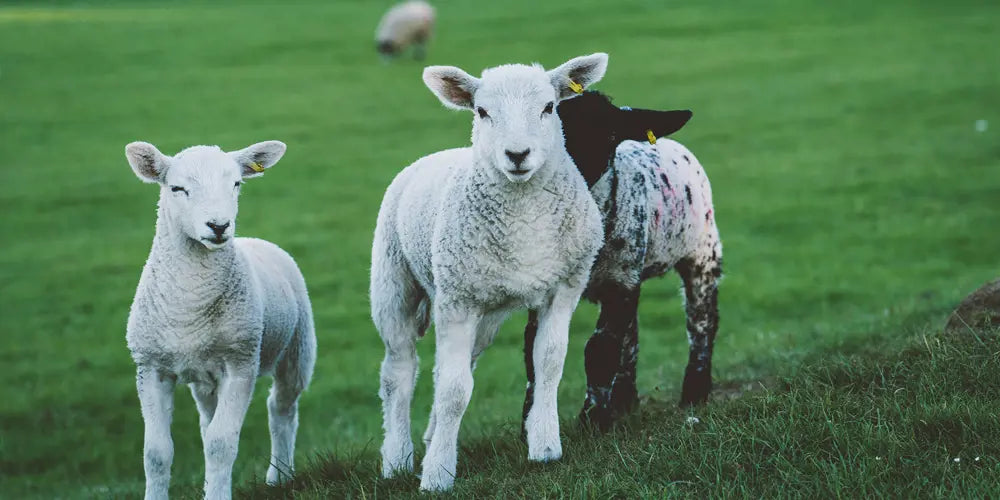 Top 5 Places to Feed Lambs in the Peak District