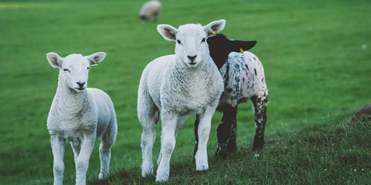Top 5 Places to Feed Lambs in the Peak District