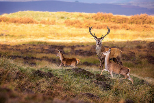 Breeds of Deer in the Peak District: A Closer Look