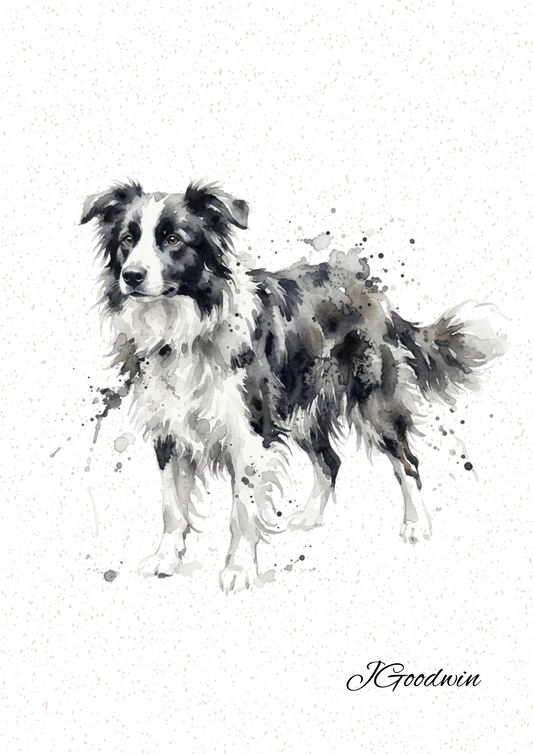 Border Collie